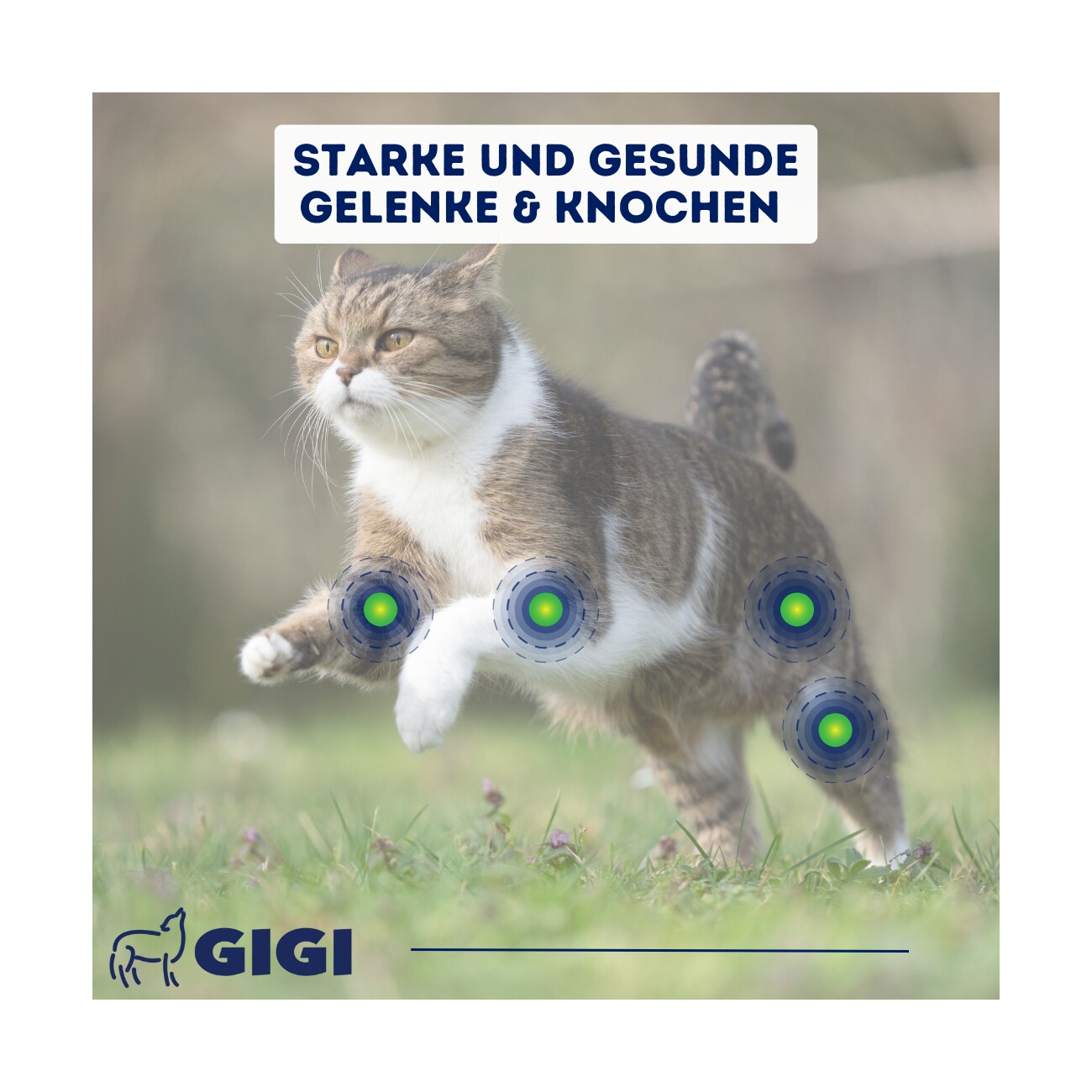 GIGI VET Katzen Gelenke & Knochen 38 g