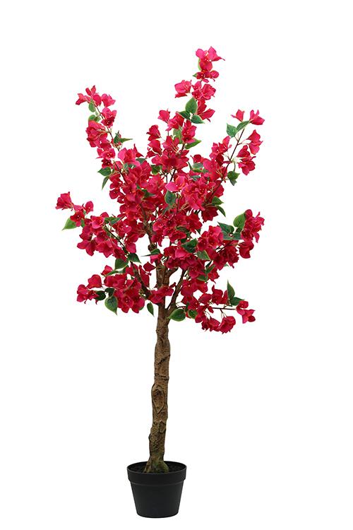 BOUGAINVILLIER POT PLASTIQUE H.130CM