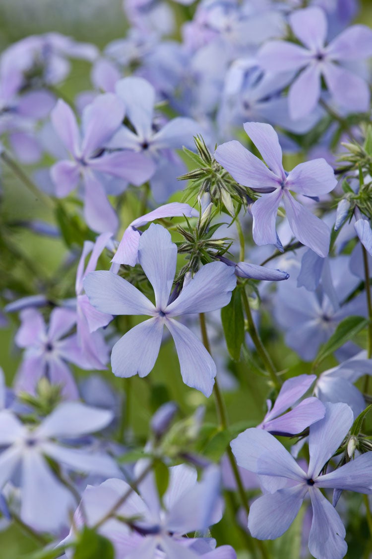 Vlambloem (Phlox divaricata 'Clouds of Perfume') D 9 H 15 cm
