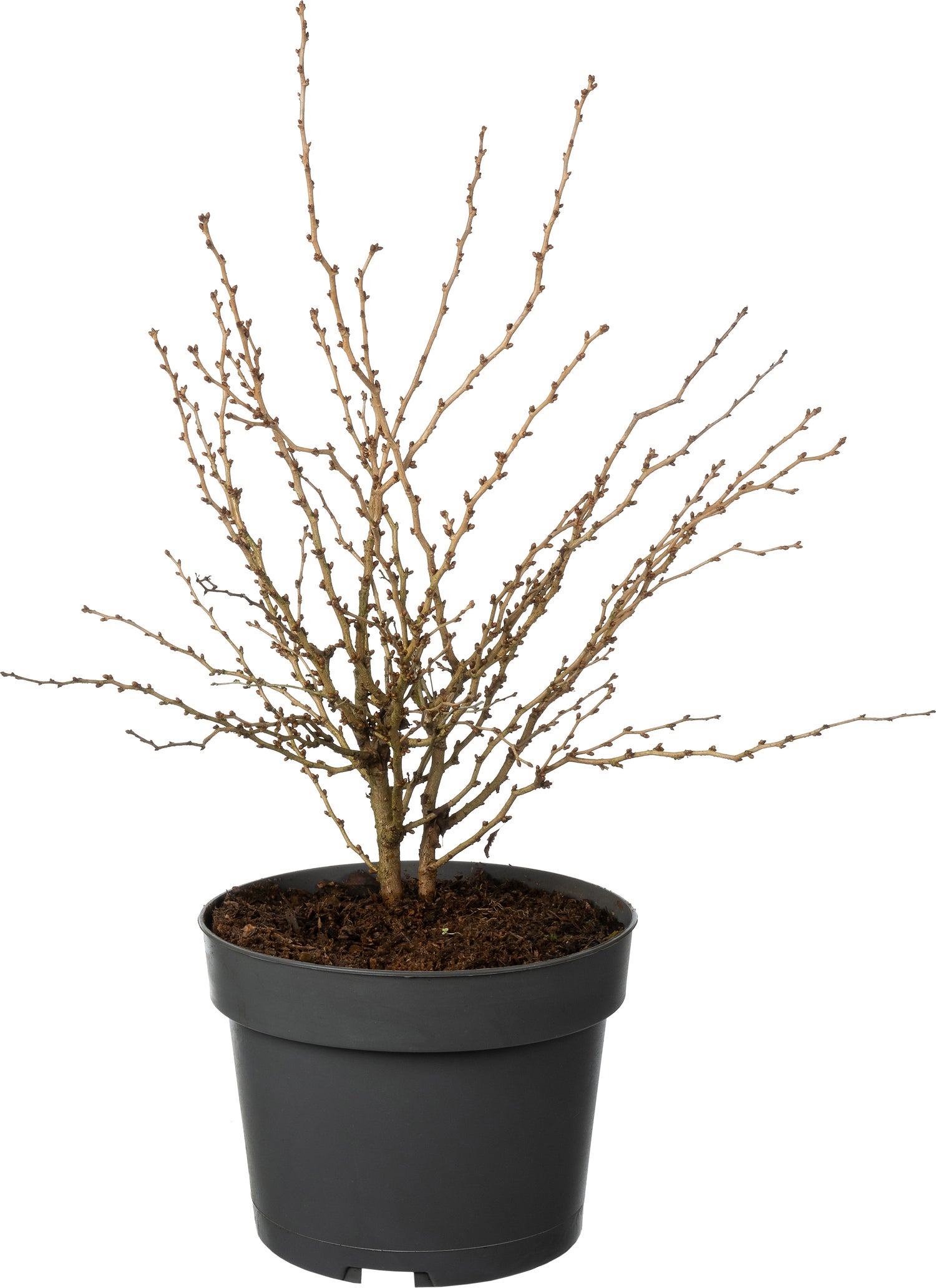 Fujikers (Prunus incisa 'Kojou-no-mai') D 19 H 40 cm
