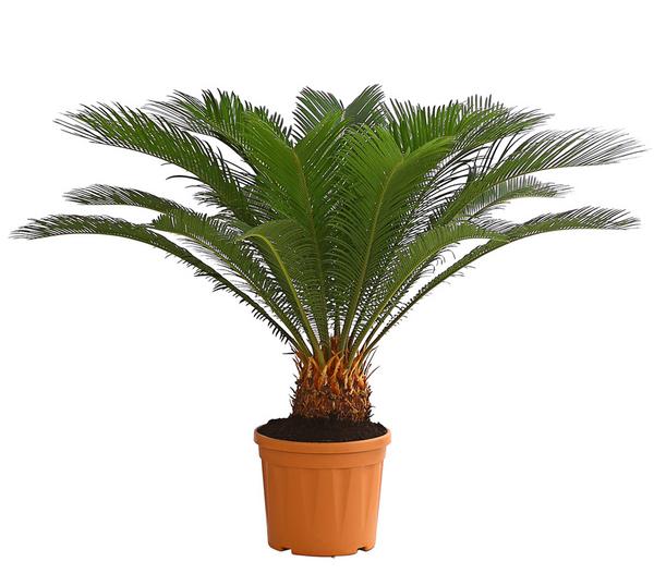 Sagopalmfarn - Cycas revoluta