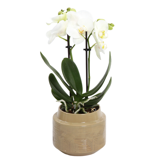 Orchidée Phalaeonopsis 'Kolibri'2 tiges - pot D.9 cm