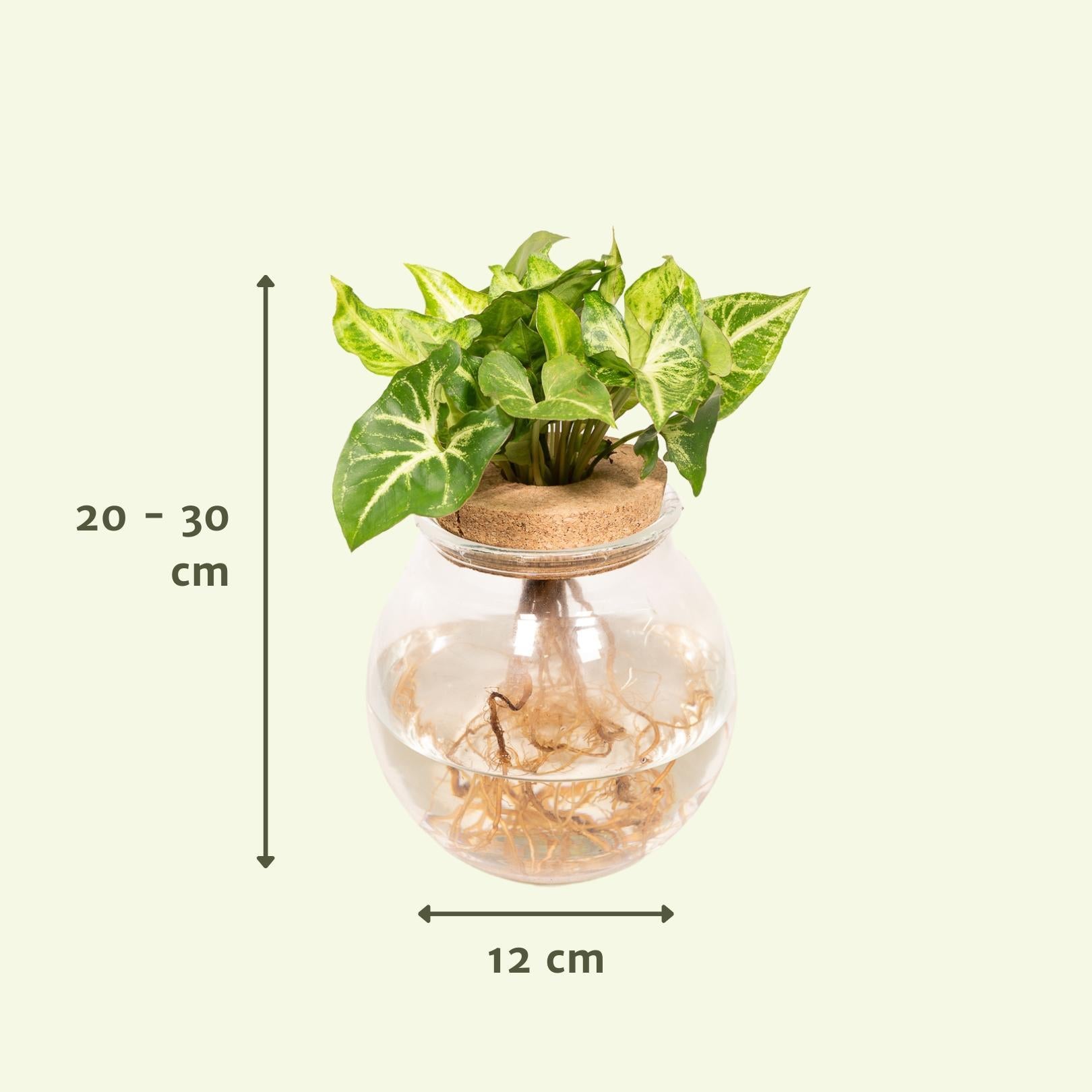 Plante d'intérieur - syngonium vert en hydroculture 30cm
