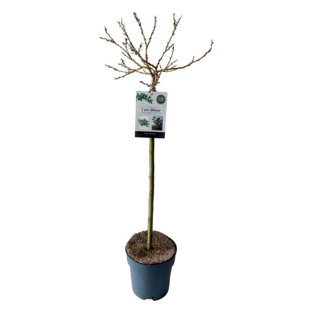Salix helvetica - saule nain - arbre - ⌀19 cm - hauteur 80-90 cm