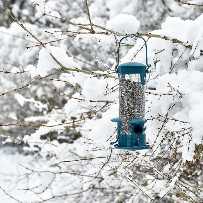 Fuglemater, 3 frøslag