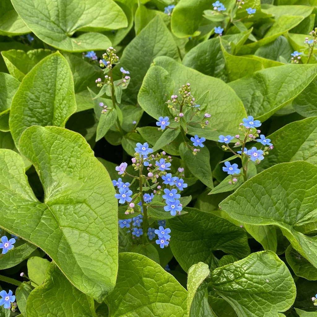 Brunnera macrophylla Forglemmegeisøster Ø11 cm