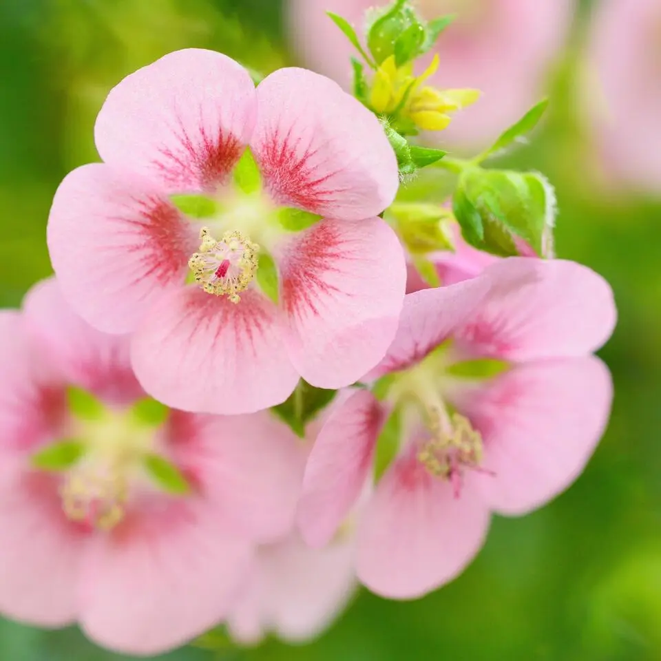 Kaapse malva - Set van 6 - Anisodontea 'El Rayo' - Hoogte 25-40cm - ⌀9cm