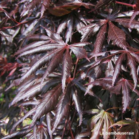 Acer palmatum Trompenburg :C7L h.60/80cm