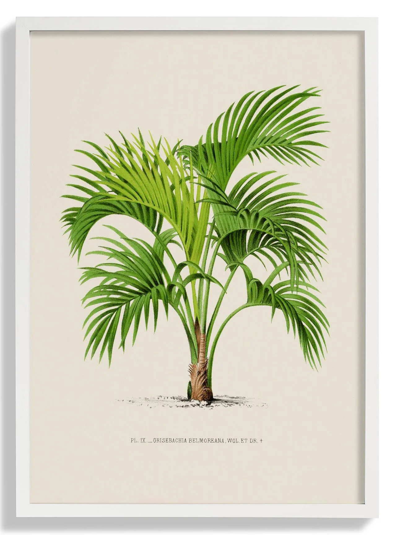 Grisebachia Belmoreana Palm Tree Kunstdruck