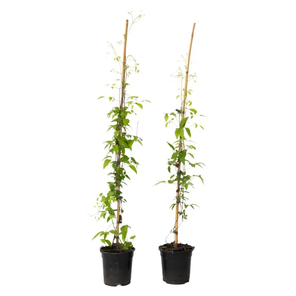 Bosrank - 2 stuks - Clematis 'Hagley Hybrid' - Hoogte 100-120cm - ⌀17cm
