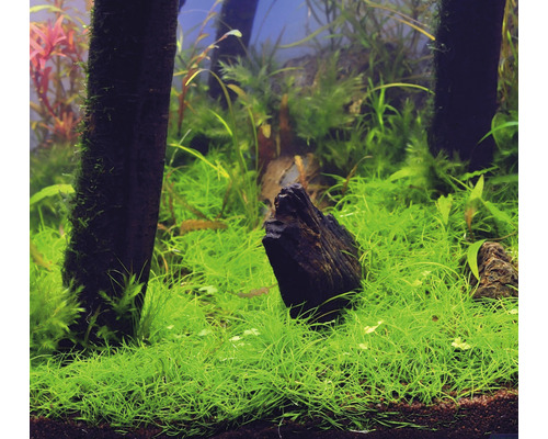 Dwergconiferen - Eleocharis pusilla In-Vitro