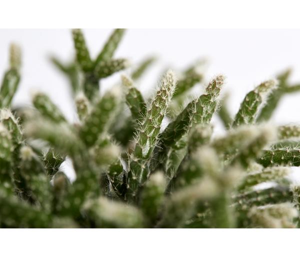 Korallenkaktus - Rhipsalis cassutha,