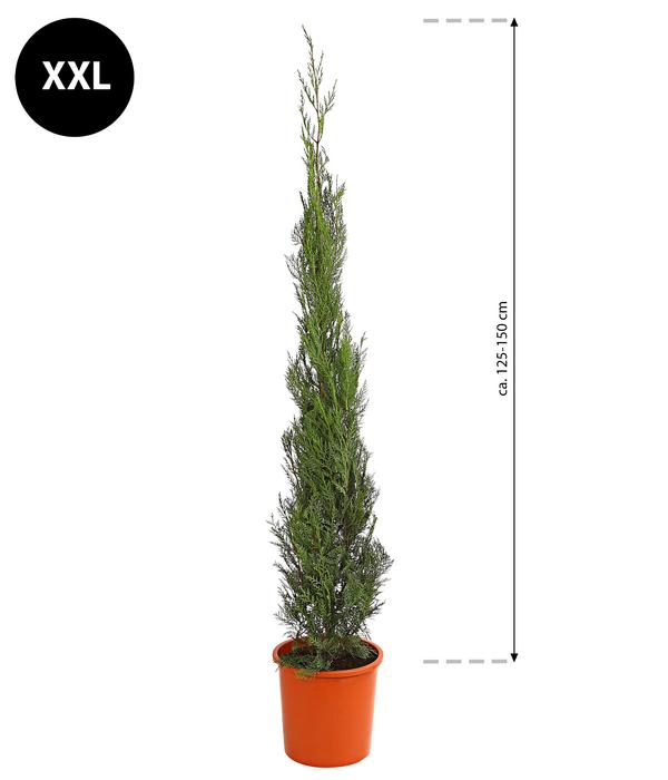 XXL Leyland-Zypresse 'Pyramidalis', ca.