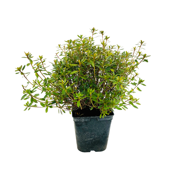 Azalea japonica ' Chelsoni': 5 litres (lilas)