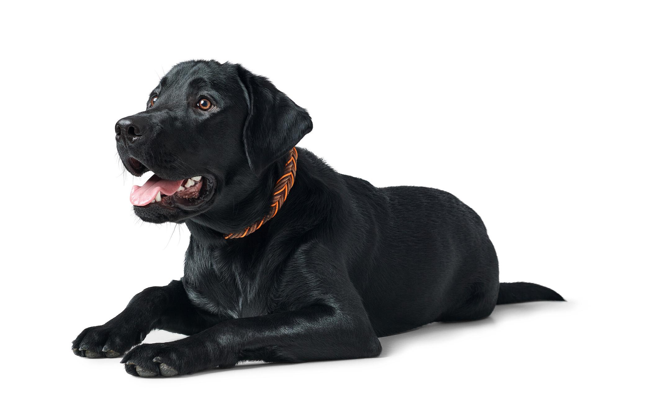 Halsband Solid Education Cord, M-L (60), Dunkelbraun/OrangeHundehalsband