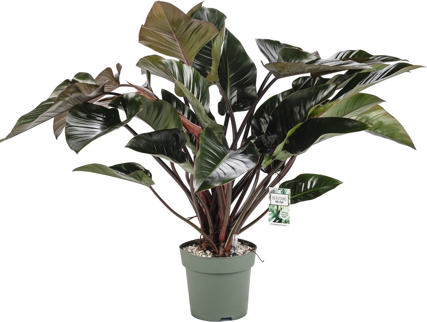 Philodendron (Philodendron 'Red Beauty') D 27 H 100 cm
