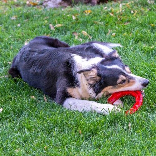 Anel de brinquedo Ferplast vermelho para higiene dental de cães