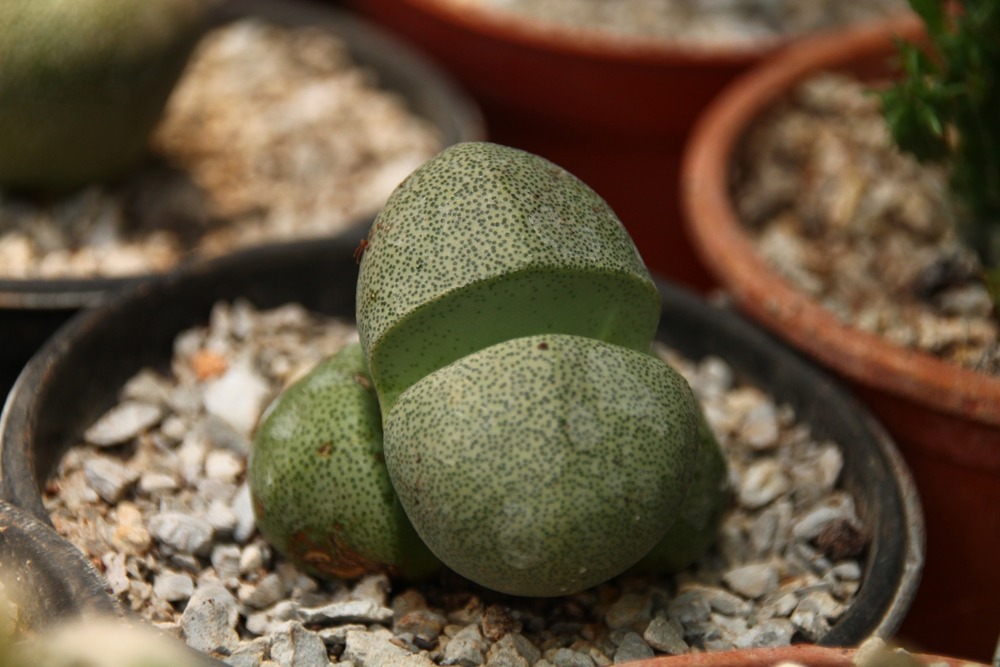 Jardin dans le sac - cleft stone - 40 graines - pleiospilos nelii