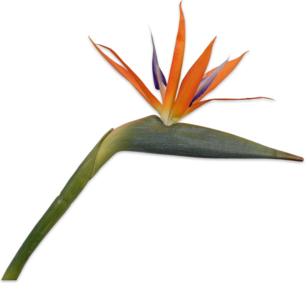 Silk-Ka kunstbloem Strelitzia oranje 95 cm