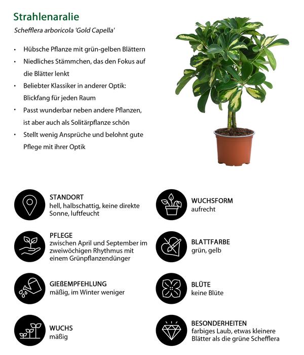 Zimmerpflanzen-Set Kleine Stämmchen 4-teilig