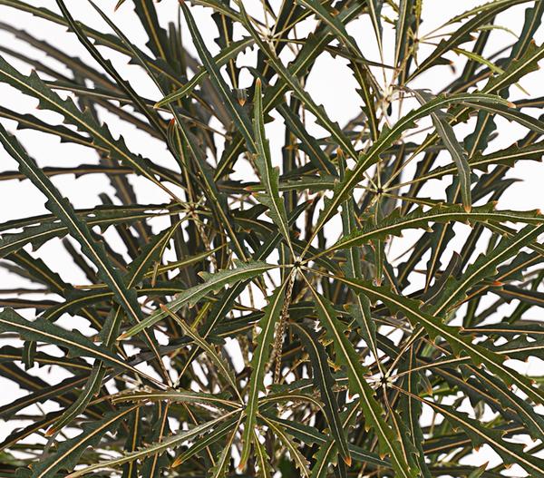 Fingeraralie - Schefflera elegantissima