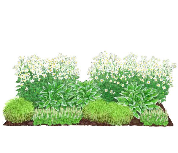 Bio Stauden-Set Schattengarten Weiße Akzente,