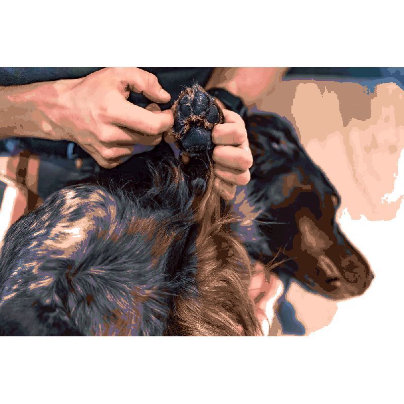 Paw Care - Accessoire pour chien