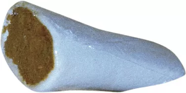 Tyggeben knogle m. kylling