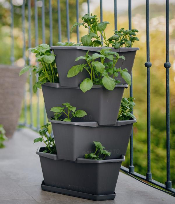Gusta Garden Kartoffelturm Paul Potato