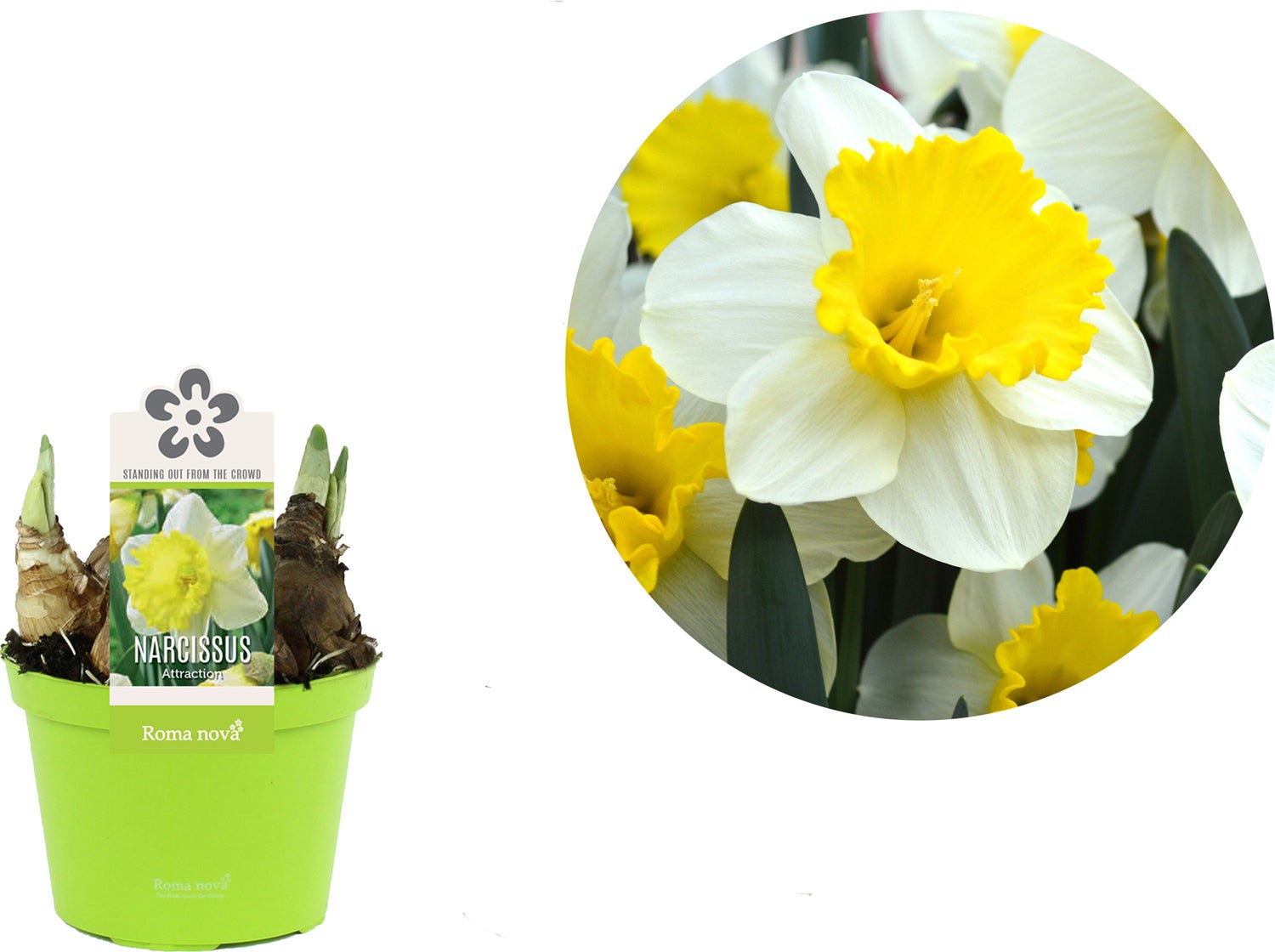 Narcis (Narcissus 'Attraction') D 12 H 14 cm