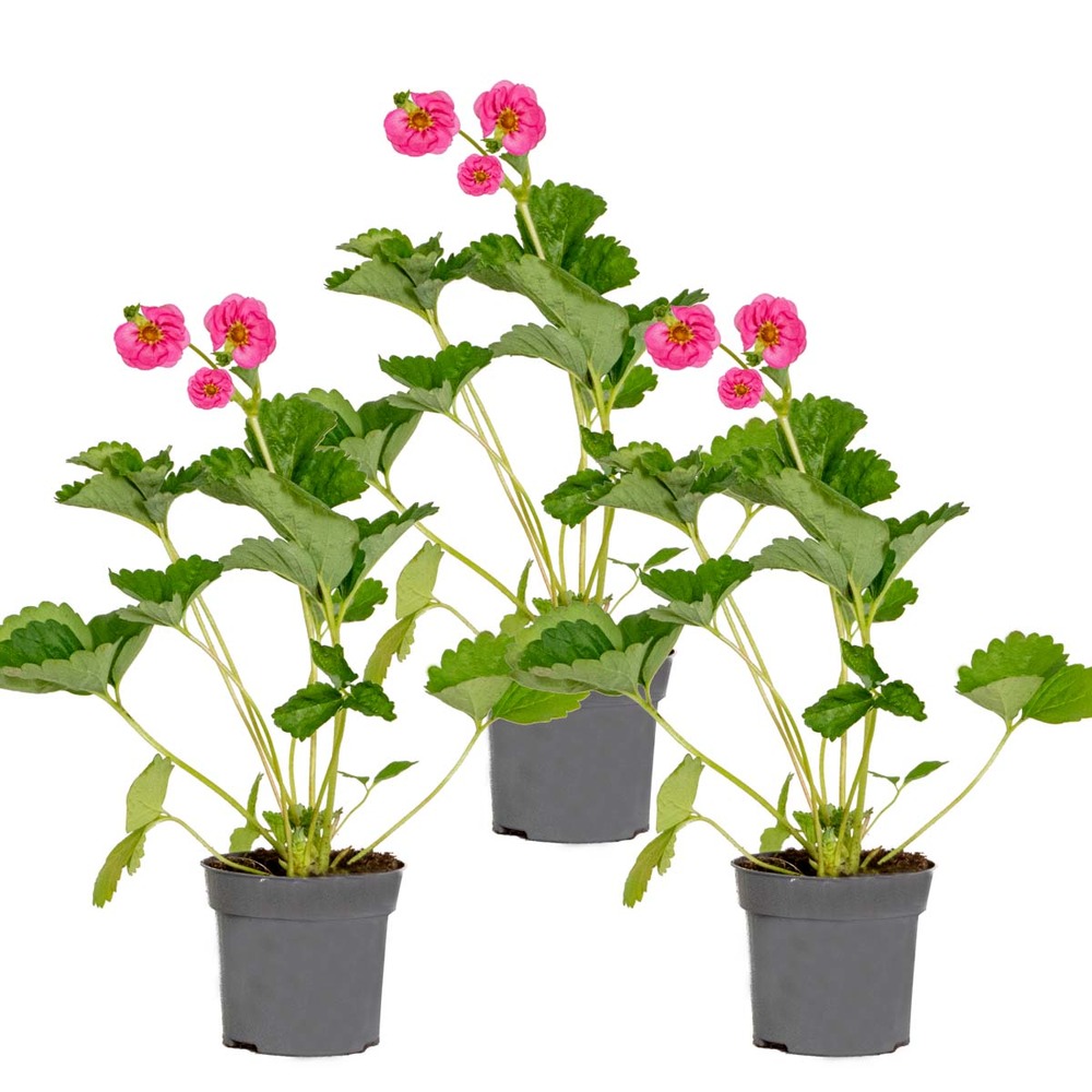 3x fragaria 'pink summer breeze' – fraisier – entretien facile – ⌀10,5 cm - ↕15-20 cm