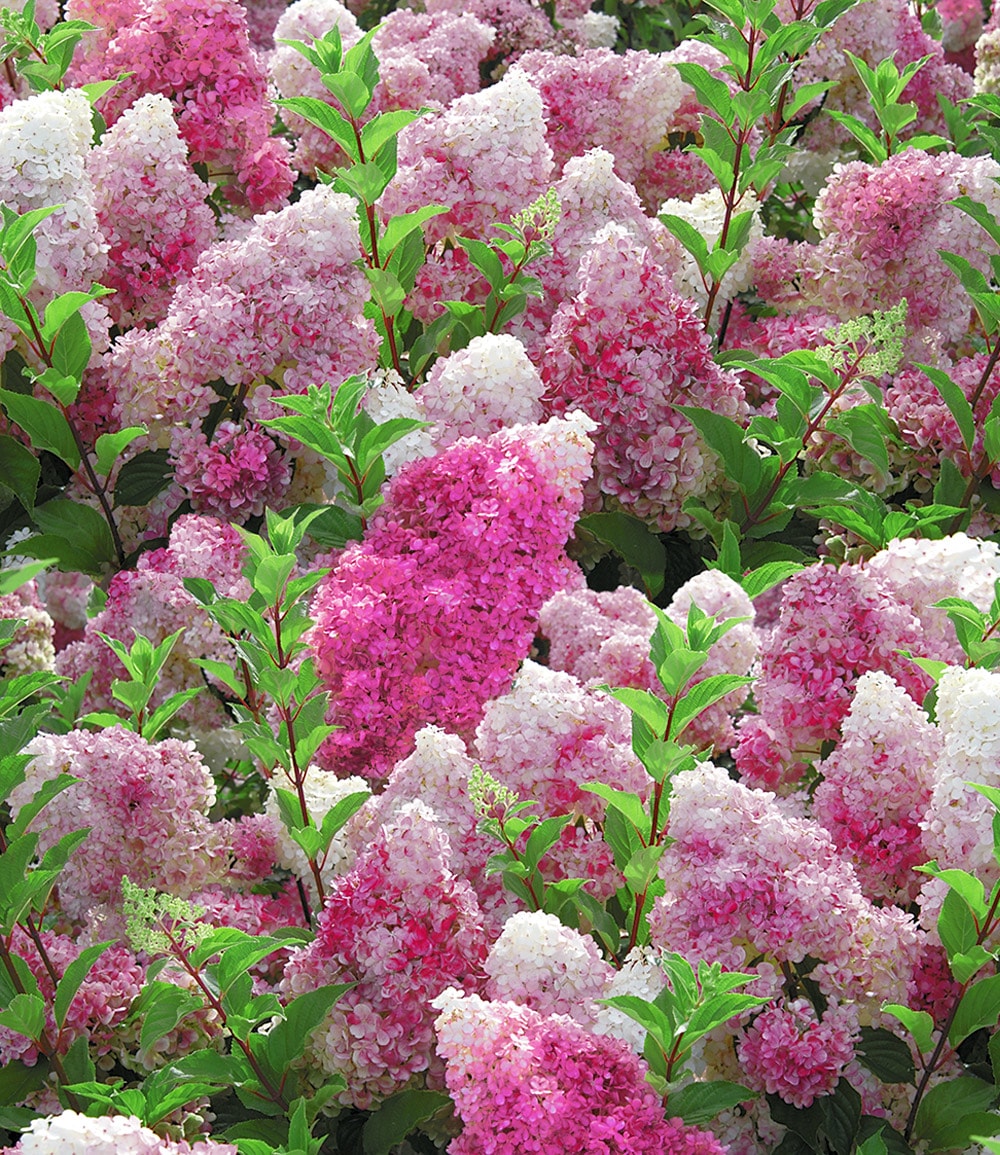 Freiland-Hortensie 'Vanille Fraise®'