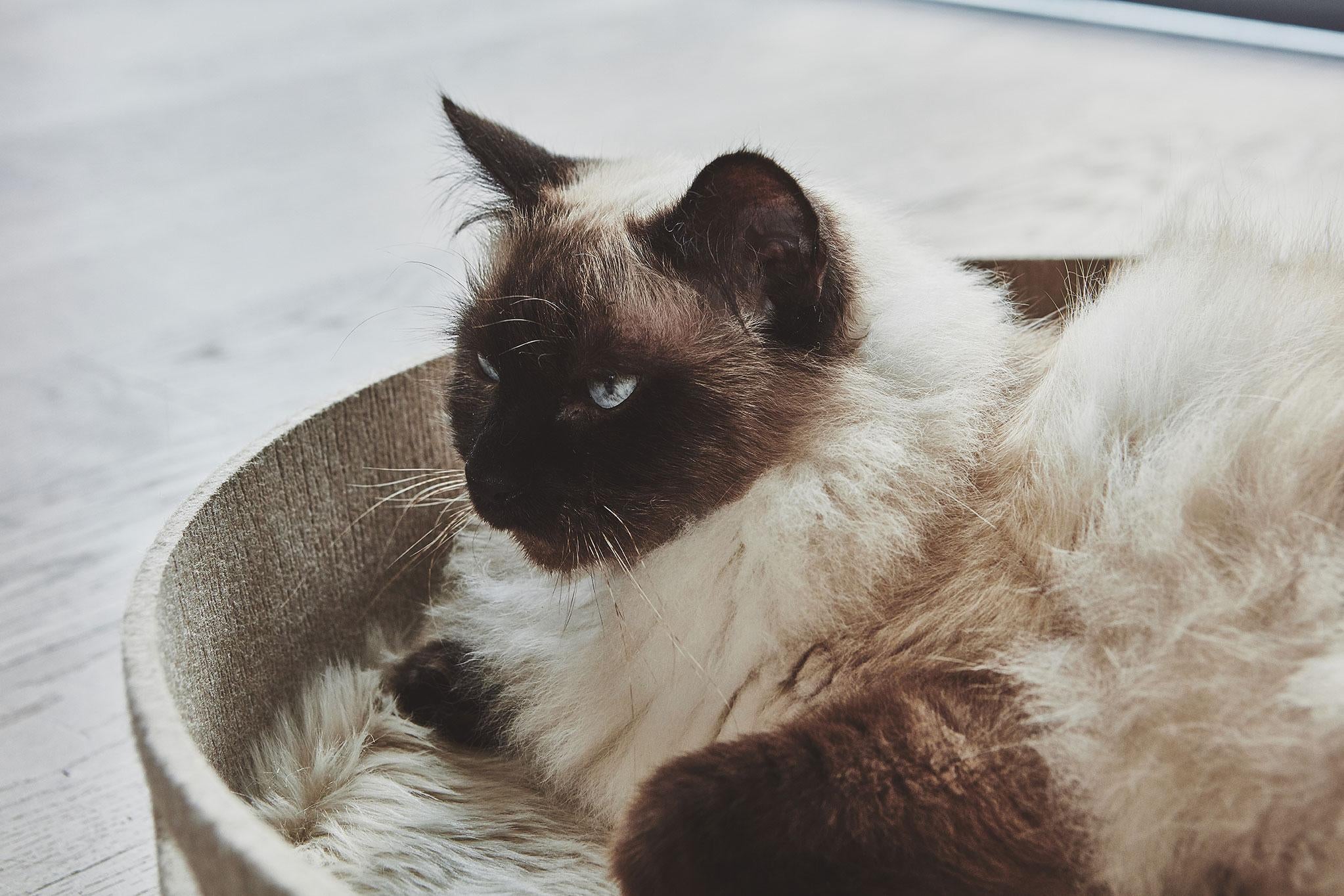 Cesto kattenmand Ã46 nougat
