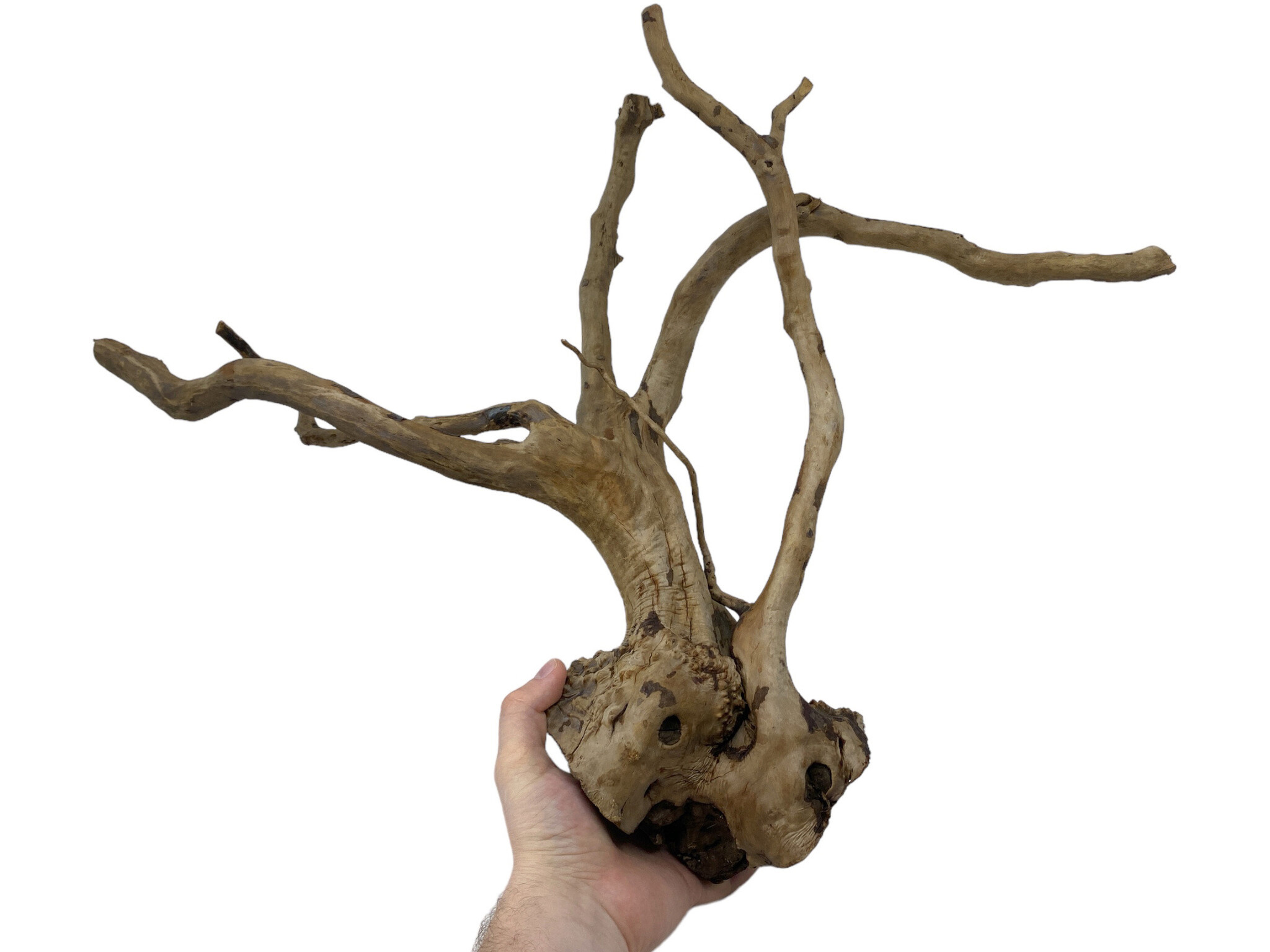 Superfish Black Spiderwood L