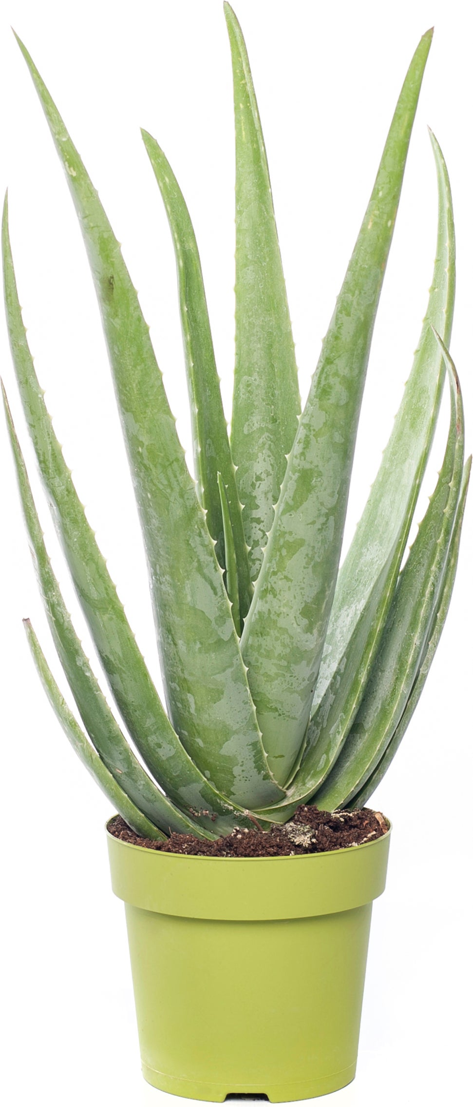 Aloë (Aloë vera) D 21 H 70 cm