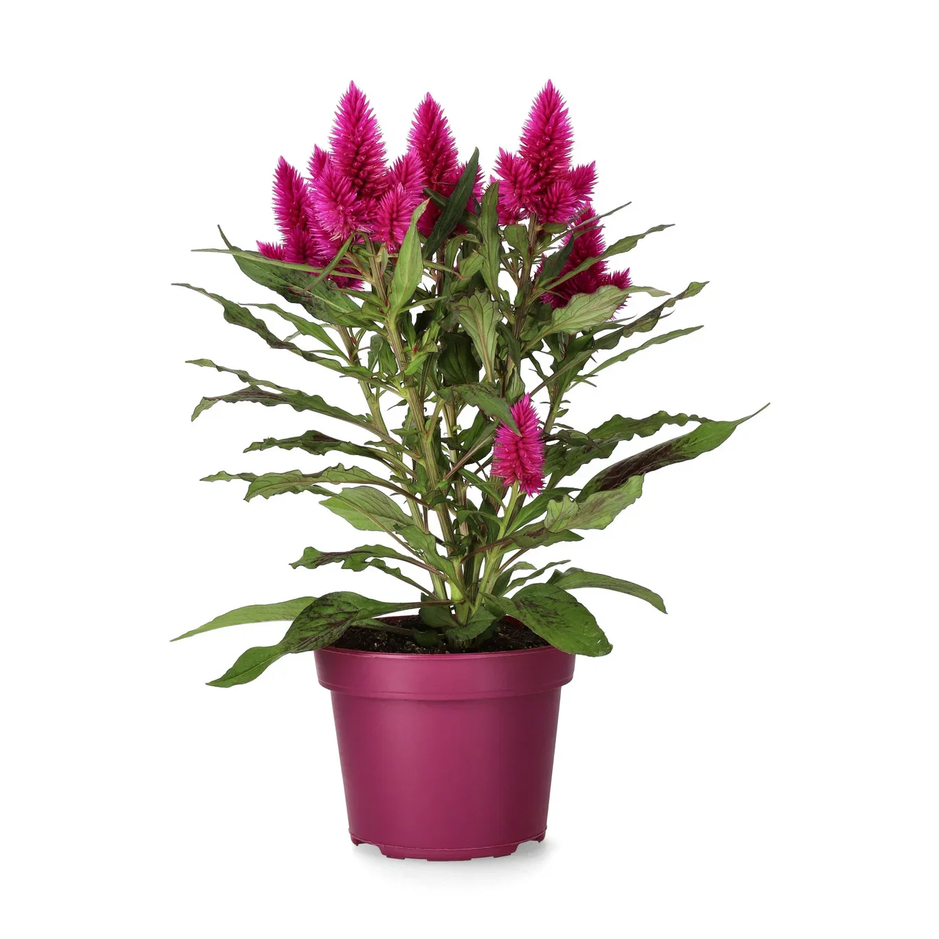 Celosia c. 'Deep Purple' 12 cm Kam Ø12 cm