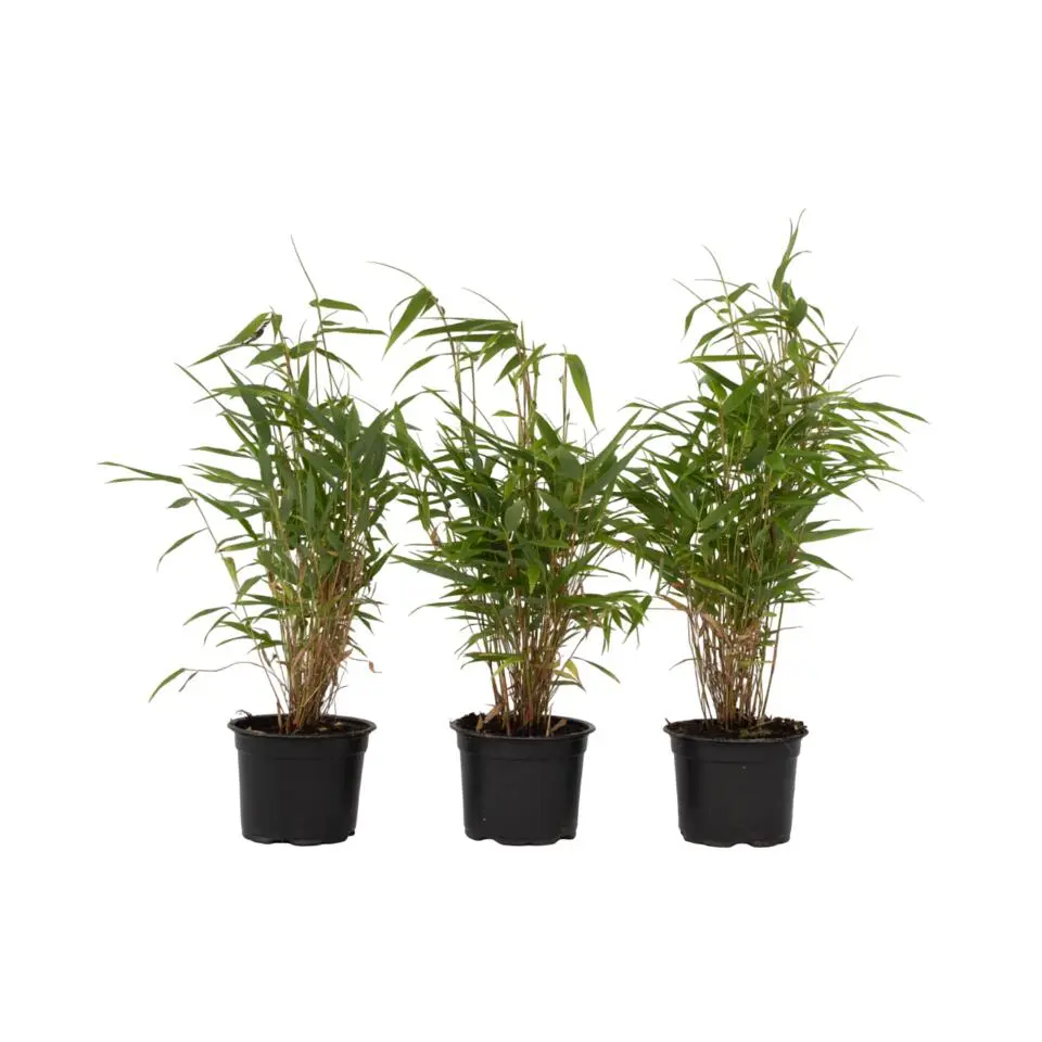 Bamboe - Set van 3 - Fargesia rufa - Hoogte 25-40cm - ⌀13cm