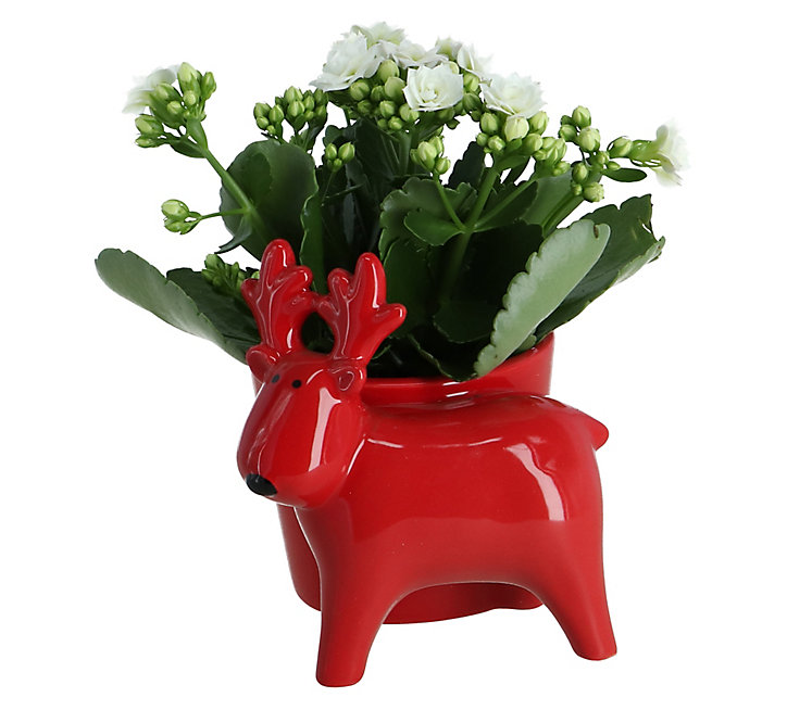 Kalanchoe avec pot rennes 12 cm