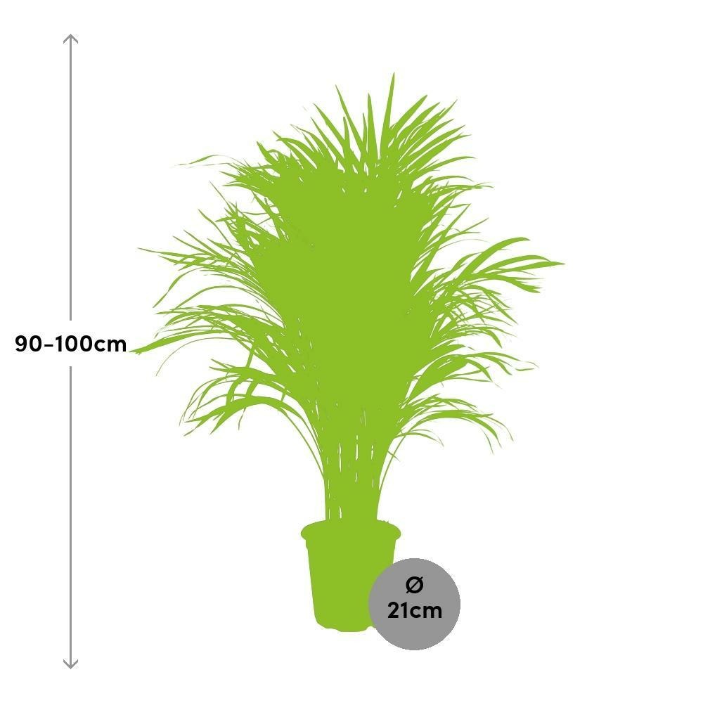 Plante d'intérieur - dypsis lutescens 100.0cm
