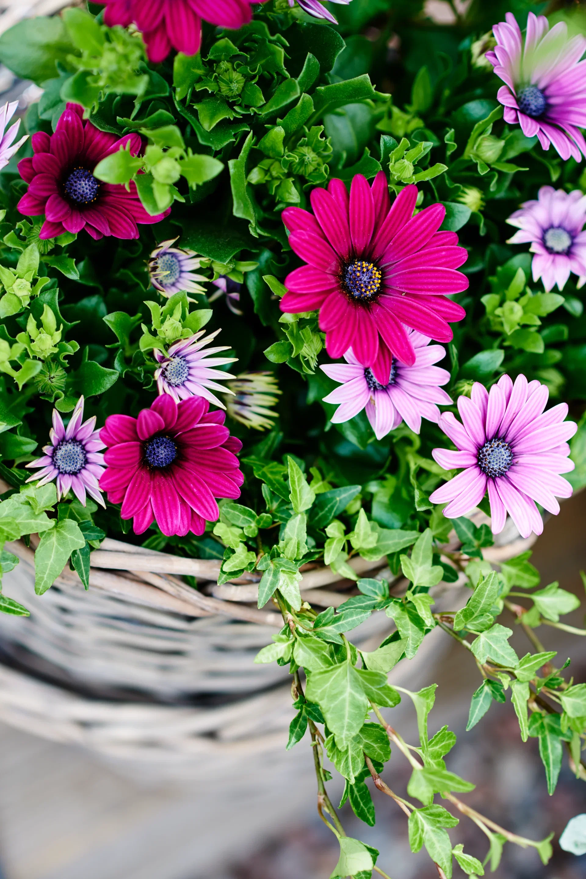 Osteospermum ecklonis Spansk margeritt Ø11 cm