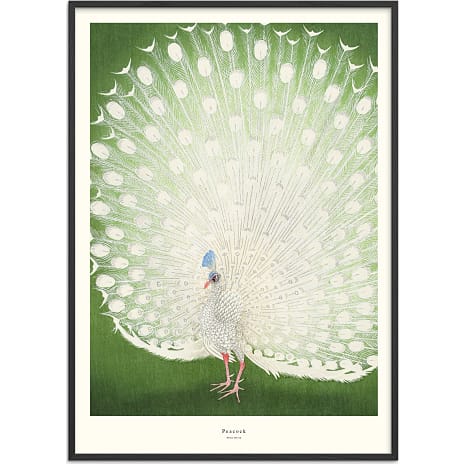 Peacock - 50x70 cm