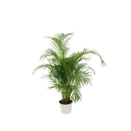 Palmier (Aréca) : Ø34cm H.180cm pot