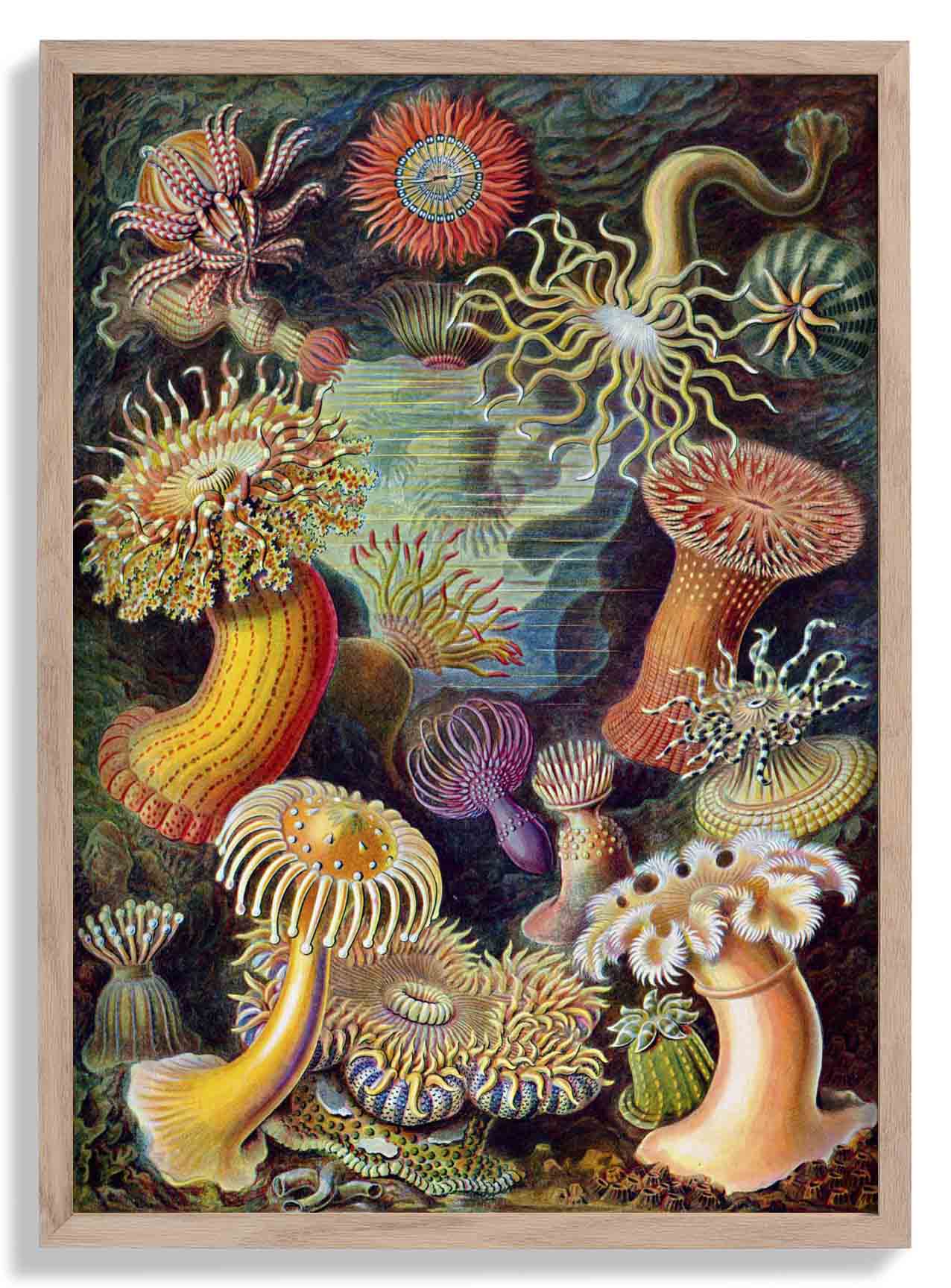 Anemonen von Ernst Haeckel