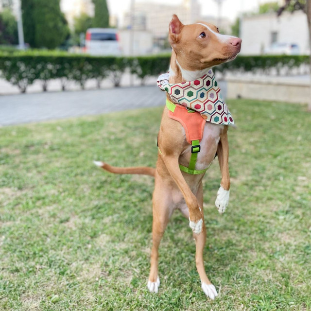 Lenço UDog Boho | Tamanho G