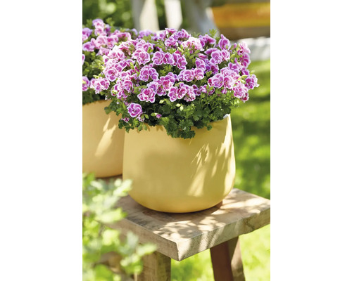 Koninklijke geranium, Engelse geranium FloraSelf Pelargonium grandiflorum Ø 12 cm pot, kleinbloemig