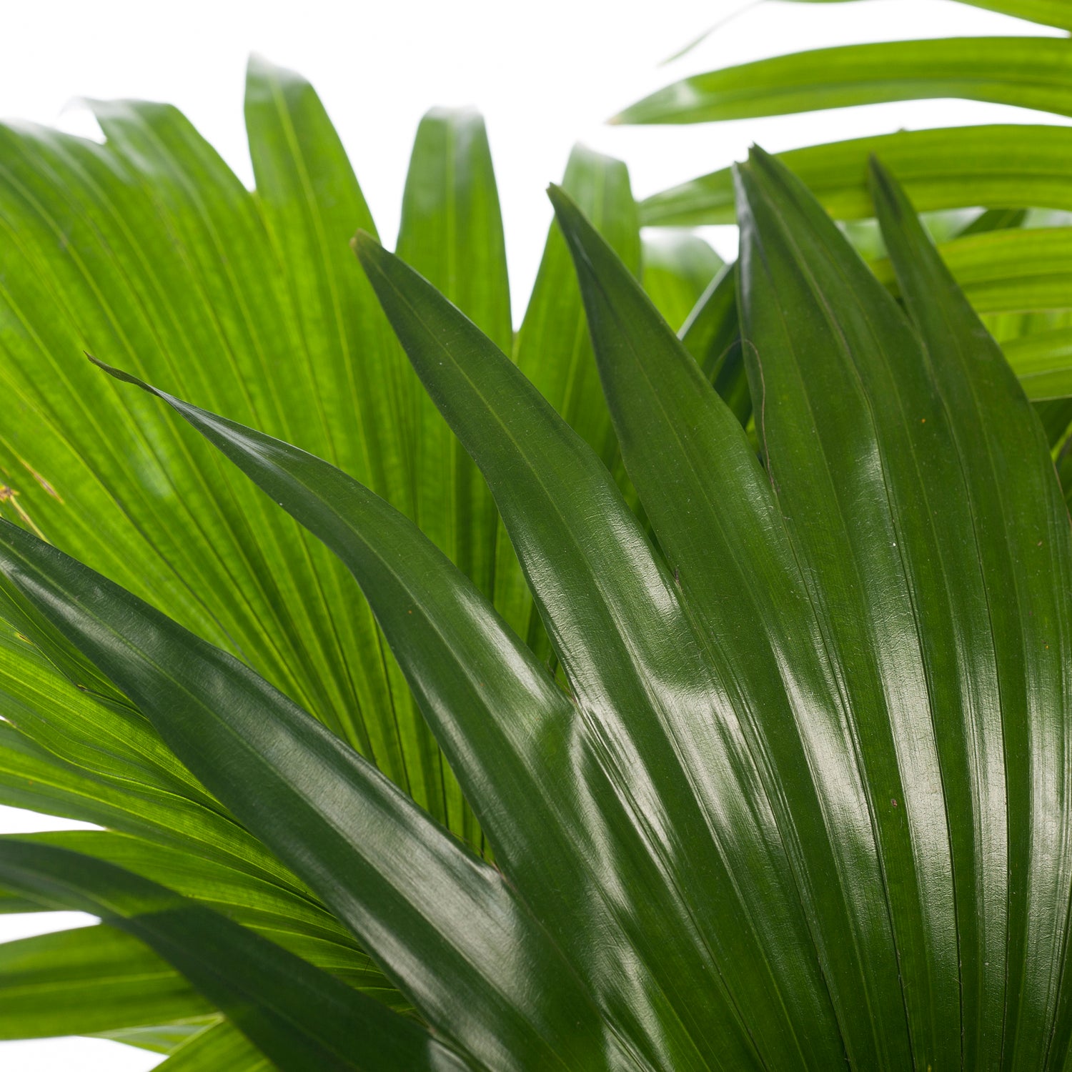 Waaierpalm (Livistona rotundifolia) D 17 H 60 cm