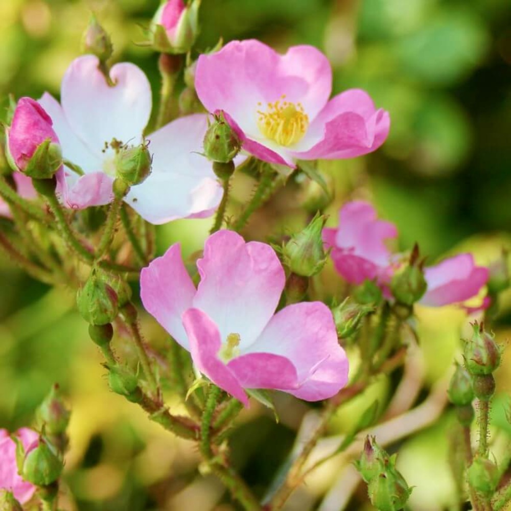 Eglantier ou rosier des chiens (rosa canina) - godet - taille 20/40cm