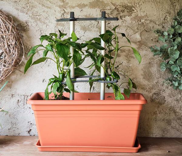 Gusta Garden Paprika-Rankhilfe Chili Buddy,