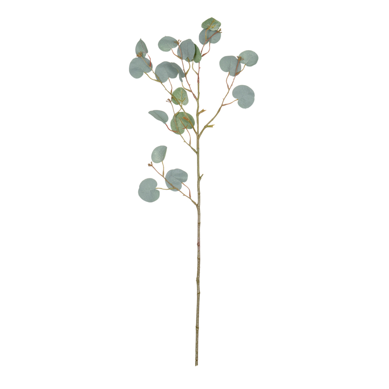 Branche d'eucalyptus
