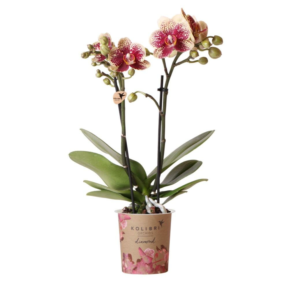 Orchidées colibri | orchidée phalaenopsis jaune rouge - espagne - pot 9cm | plante d'intérieur en fleurs - fraîche du producteur